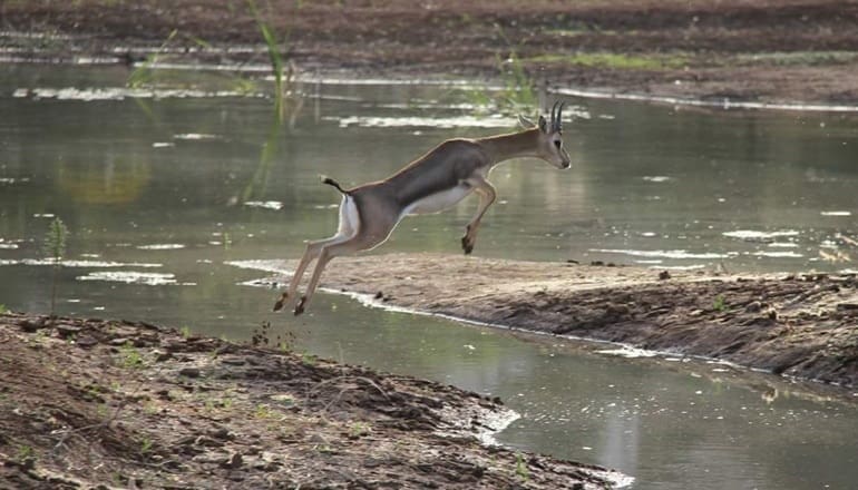 Gazelle leaping across a small water stream.